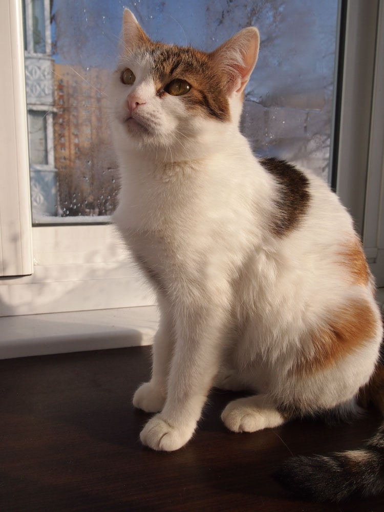 Глафира - Имена для девочек - Клички для котов и кошек