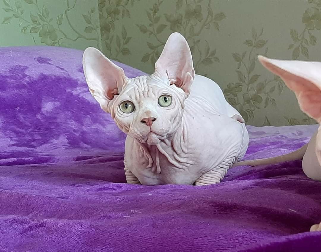 Назиршах - Имена для мальчиков - Клички для котов и кошек