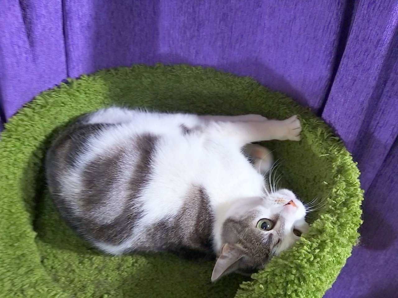 Бэль - Имена для девочек - Клички для котов и кошек