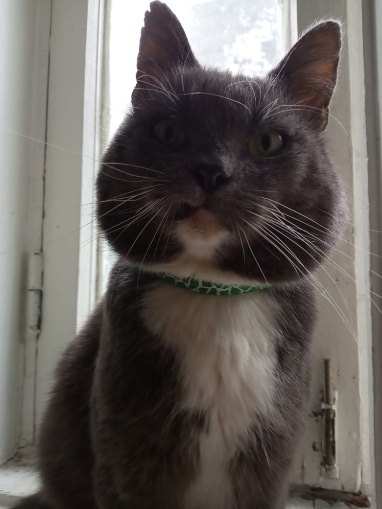 Финик - Имена для мальчиков - Клички для котов и кошек