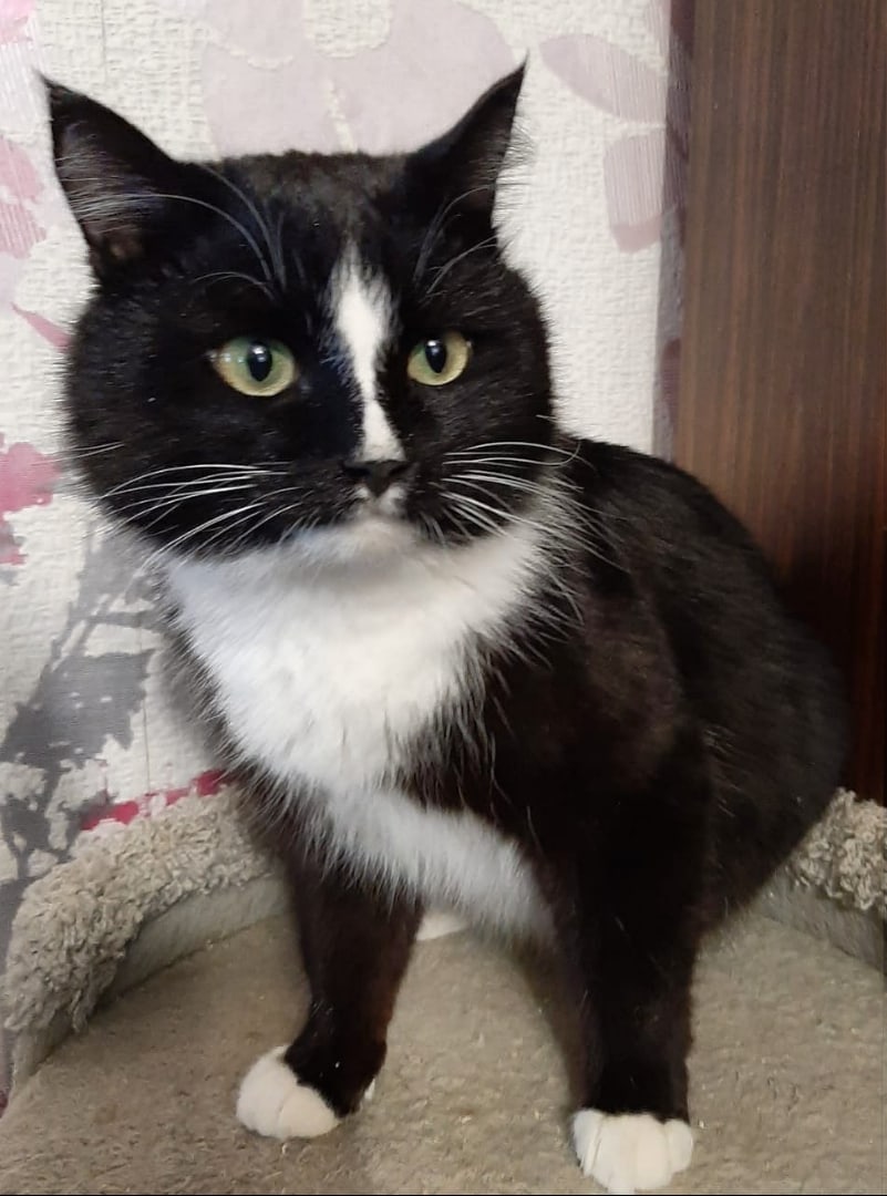 Ноэль - Имена для мальчиков - Клички для котов и кошек