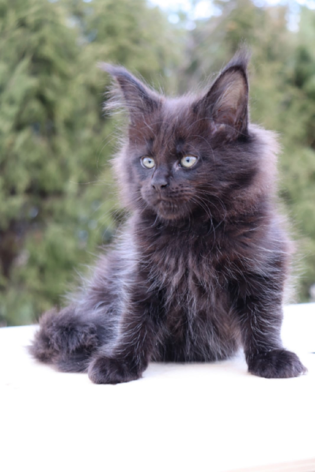 Беатрис - Имена для девочек - Клички для котов и кошек