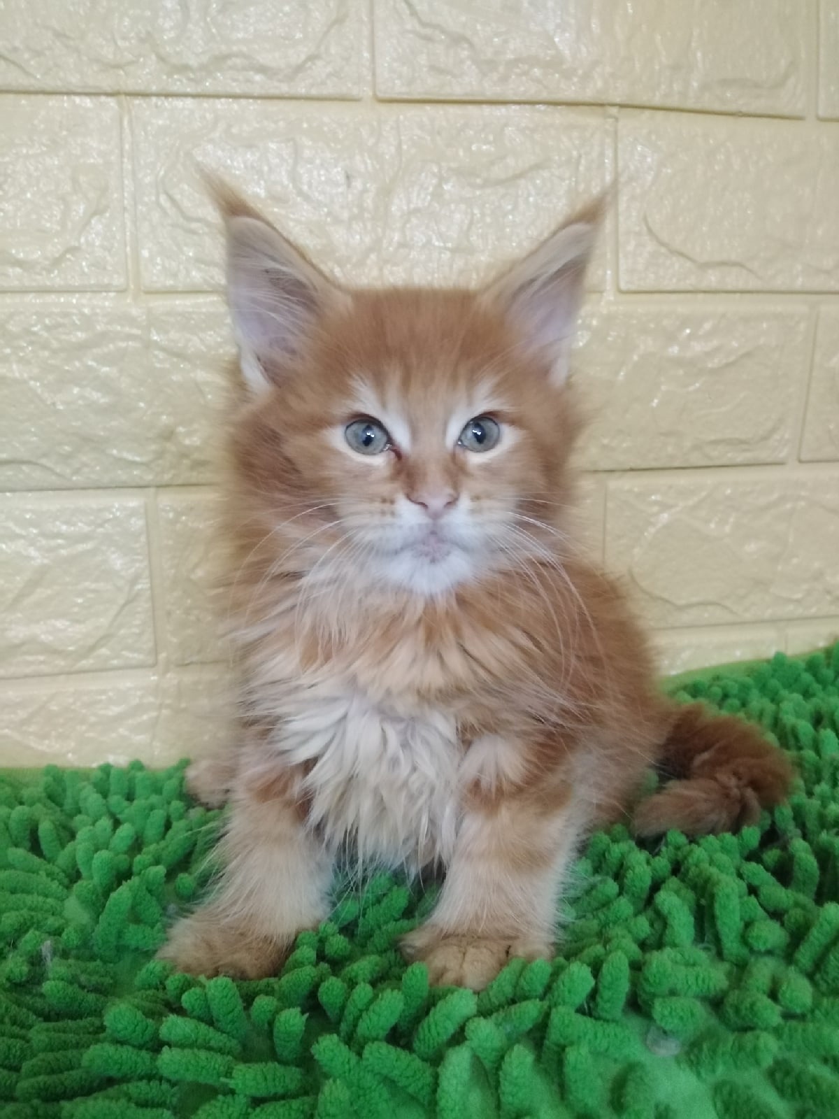 Эльвира - Имена для девочек - Клички для котов и кошек