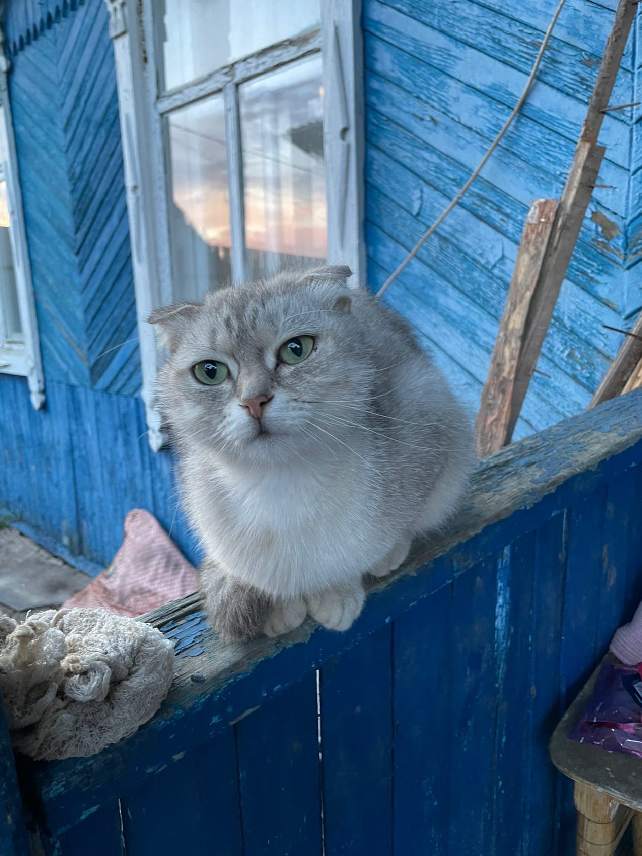 Кинэль - Имена для девочек - Клички для котов и кошек