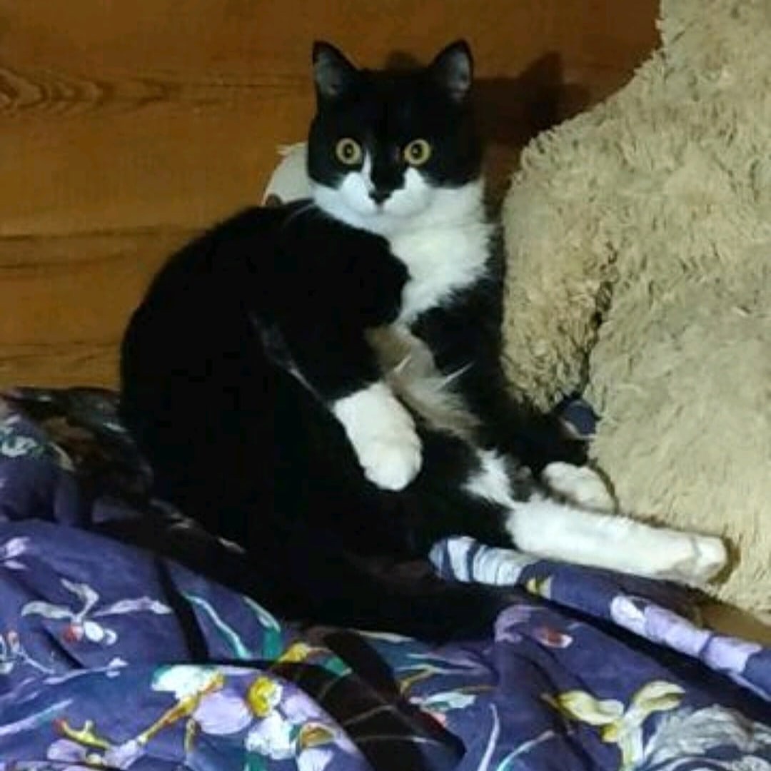 Носик - Имена для мальчиков - Клички для котов и кошек