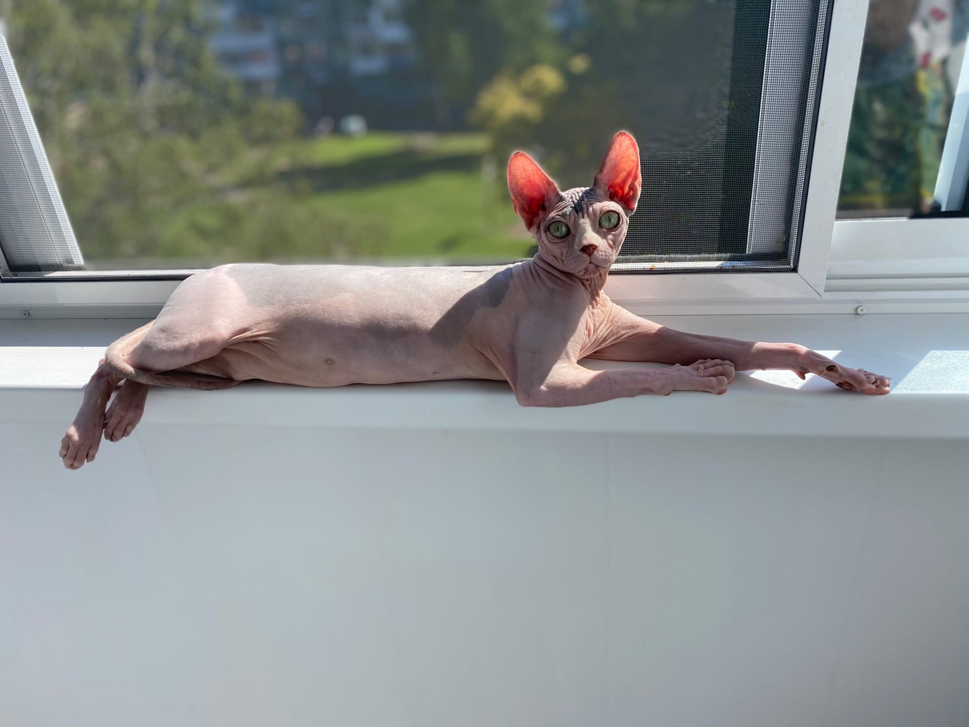 Джоанна - Имена для девочек - Клички для котов и кошек