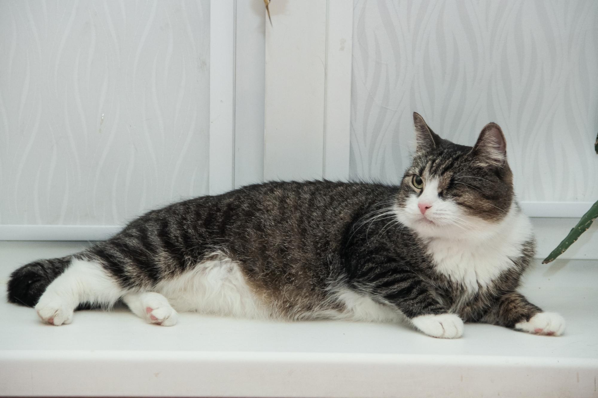 Малу - Имена для девочек - Клички для котов и кошек