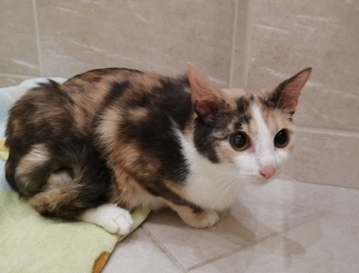 Милка - Имена для девочек - Клички для котов и кошек