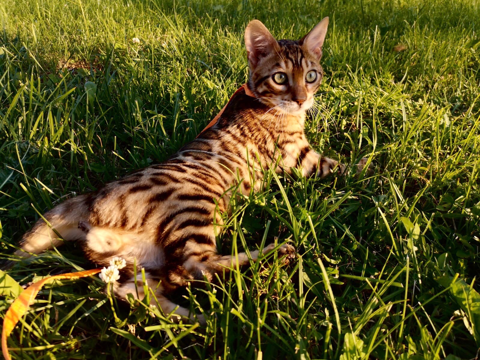 Бояр - Имена для мальчиков - Клички для котов и кошек