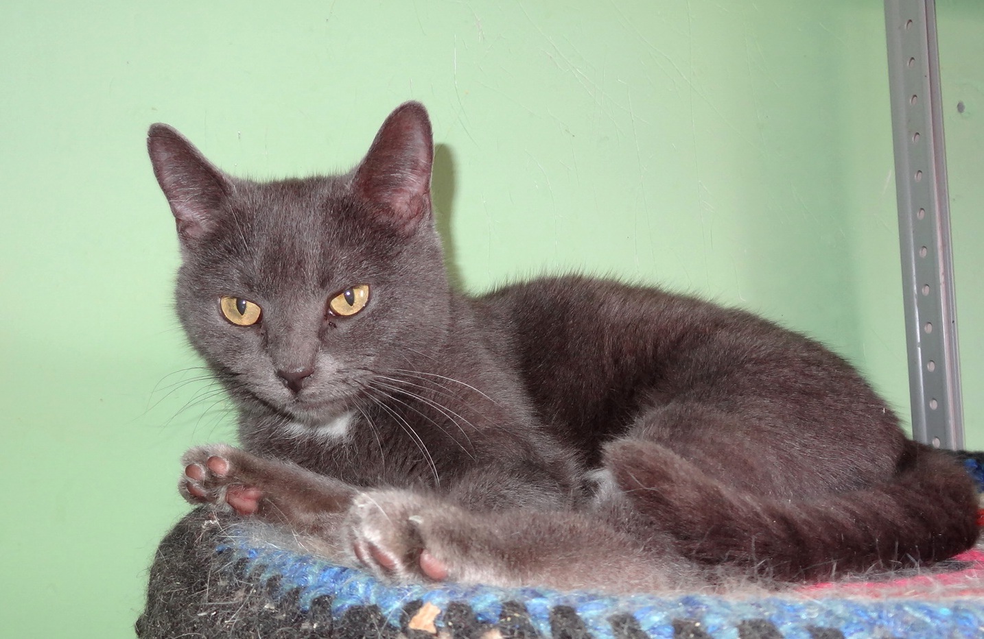 Дымка - Имена для девочек - Клички для котов и кошек