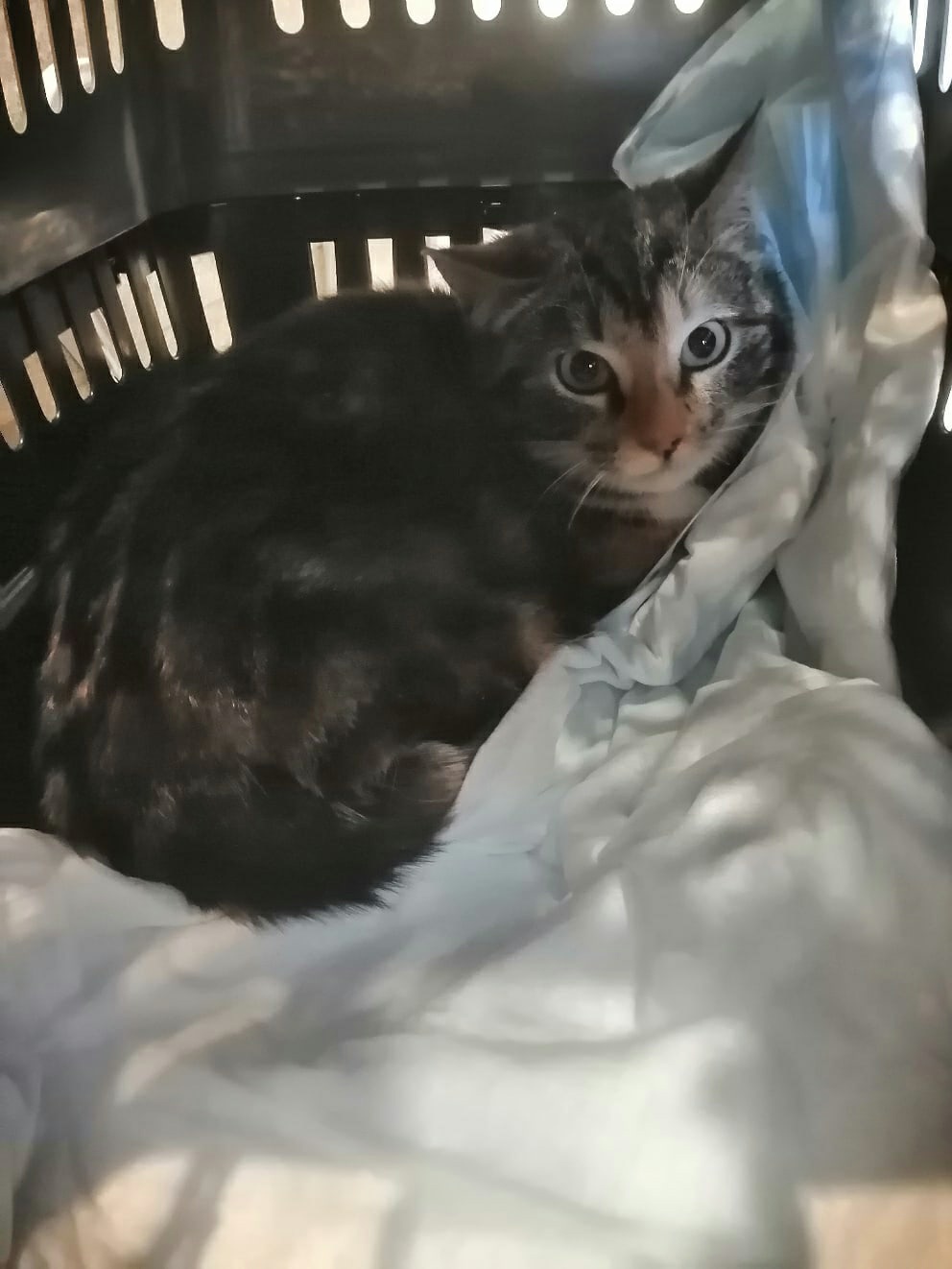 Милана - Имена для девочек - Клички для котов и кошек