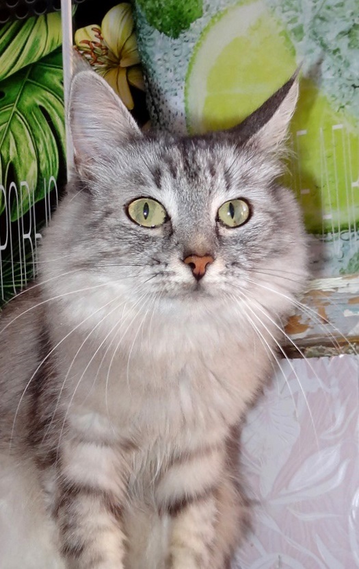 Матрёшка - Имена для девочек - Клички для котов и кошек