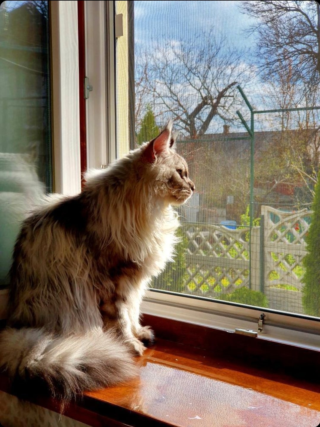 Немо - Имена для мальчиков - Клички для котов и кошек