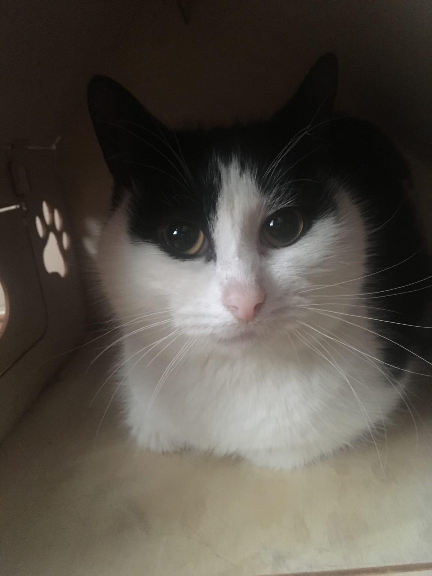 Щука - Имена для девочек - Клички для котов и кошек