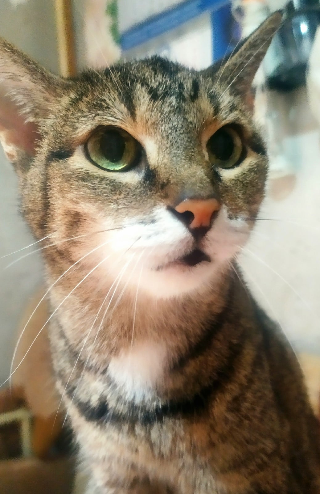 Пульма - Имена для девочек - Клички для котов и кошек