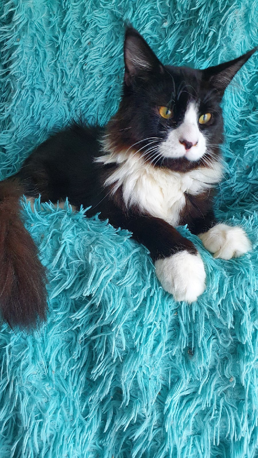 Барбарис - Имена для мальчиков - Клички для котов и кошек