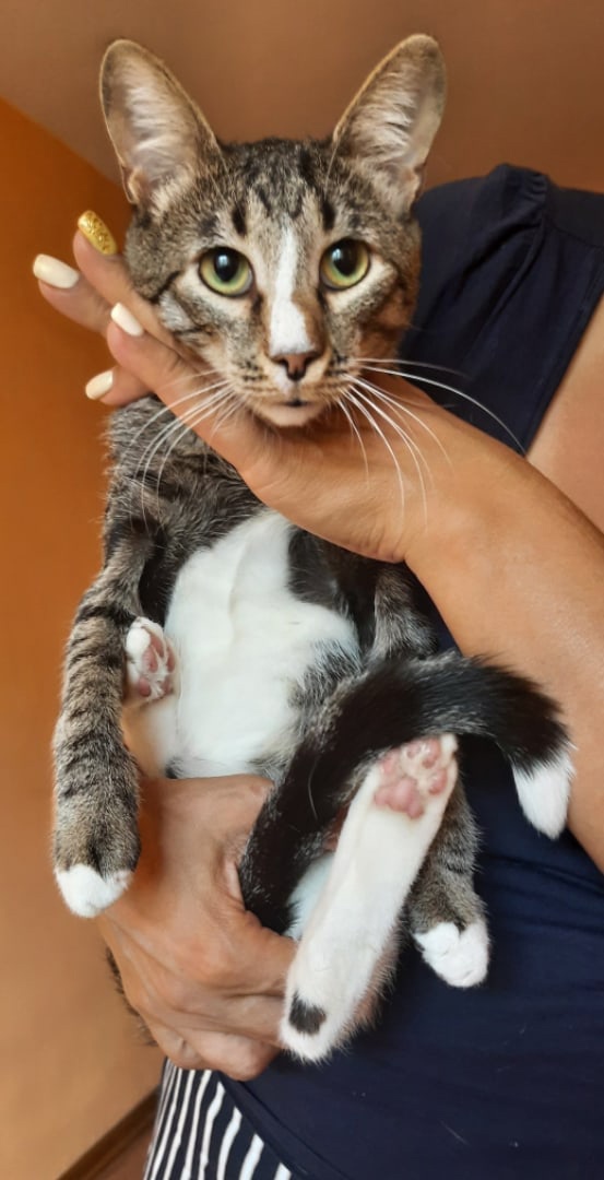 Стив - Имена для мальчиков - Клички для котов и кошек