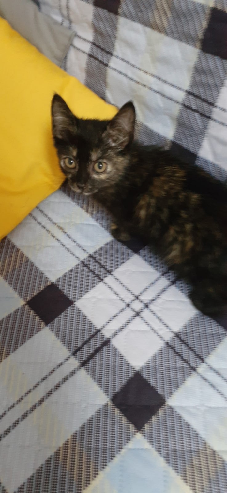 Даниэла - Имена для девочек - Клички для котов и кошек