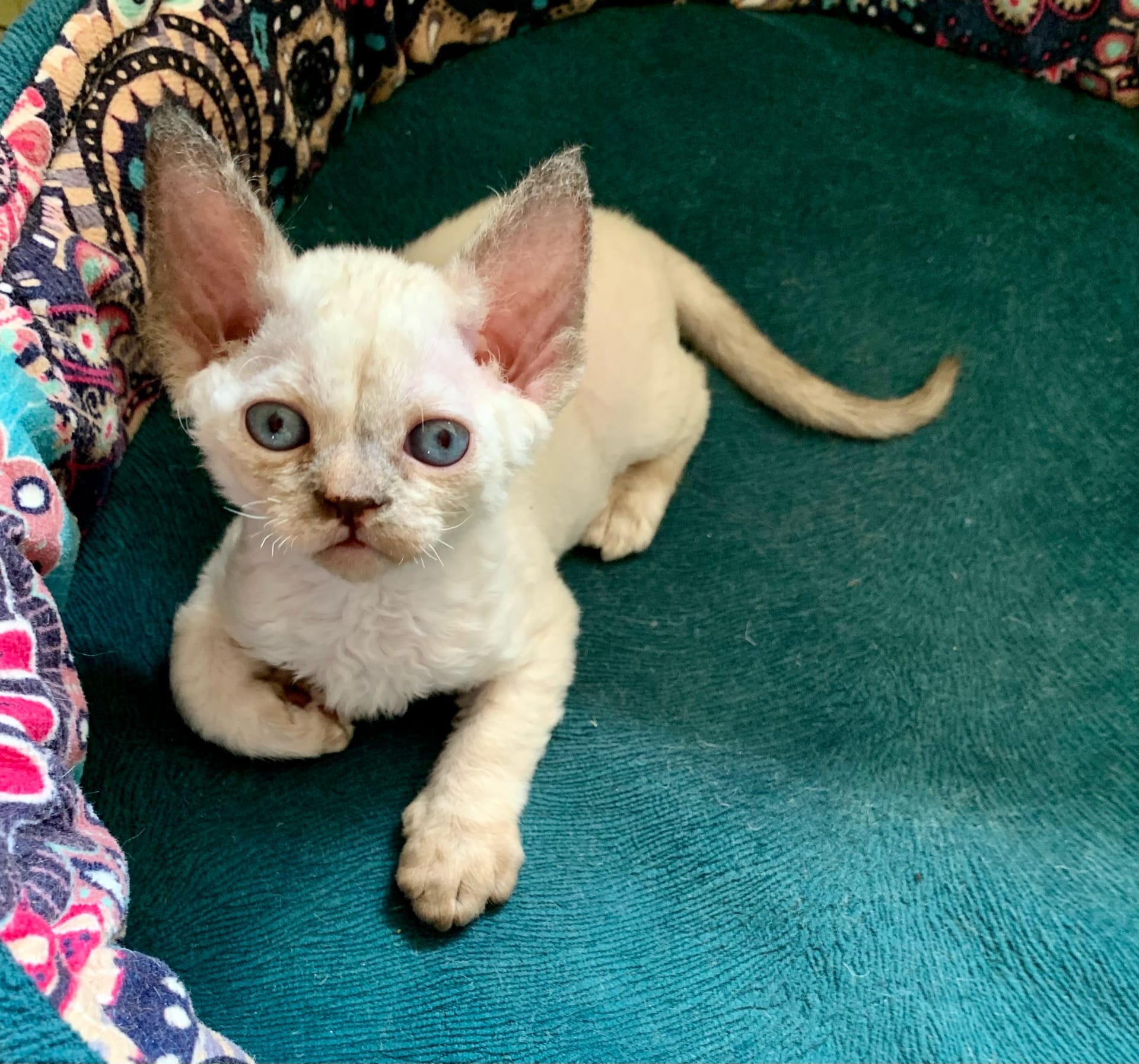 Паула - Имена для девочек - Клички для котов и кошек