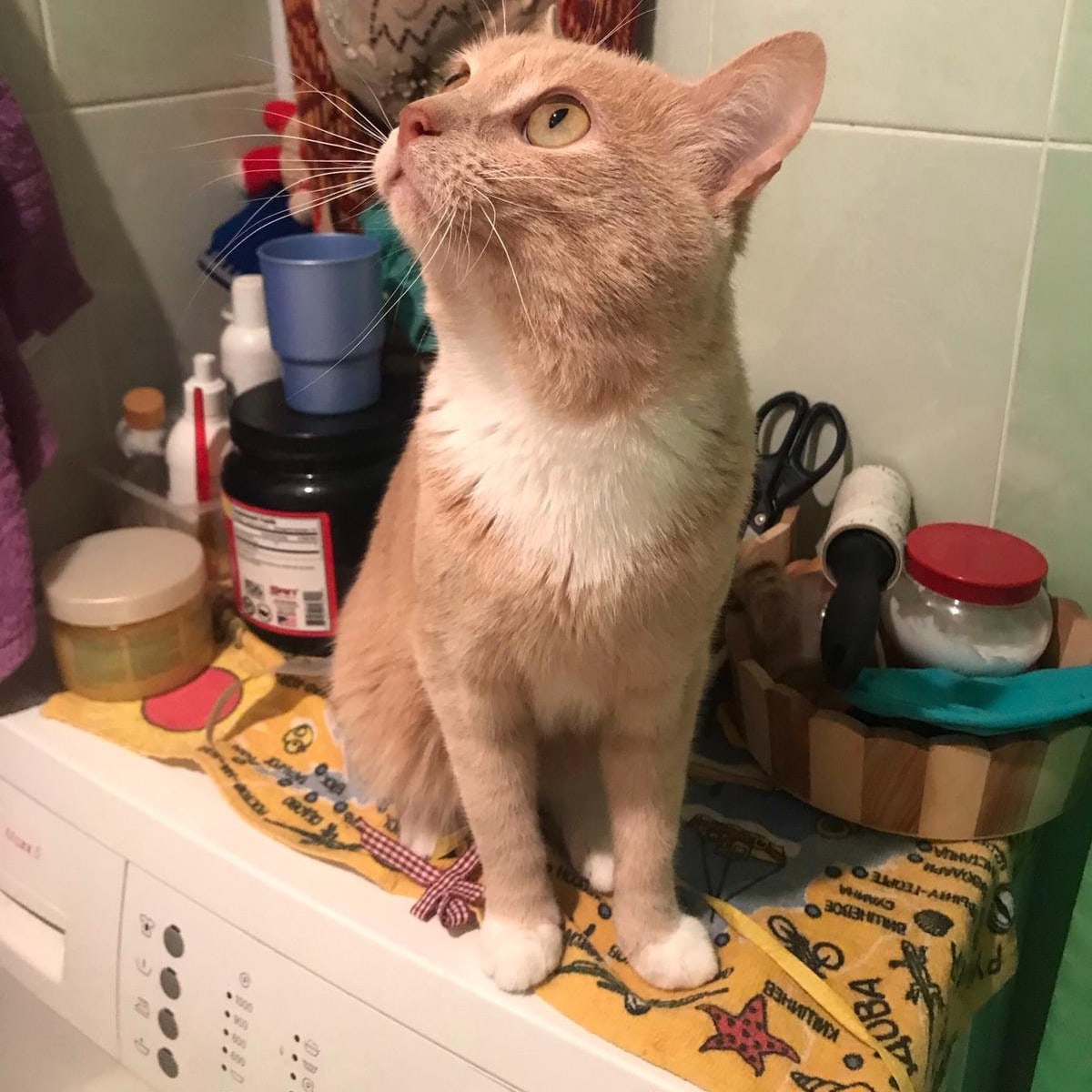 Томми - Имена для мальчиков - Клички для котов и кошек