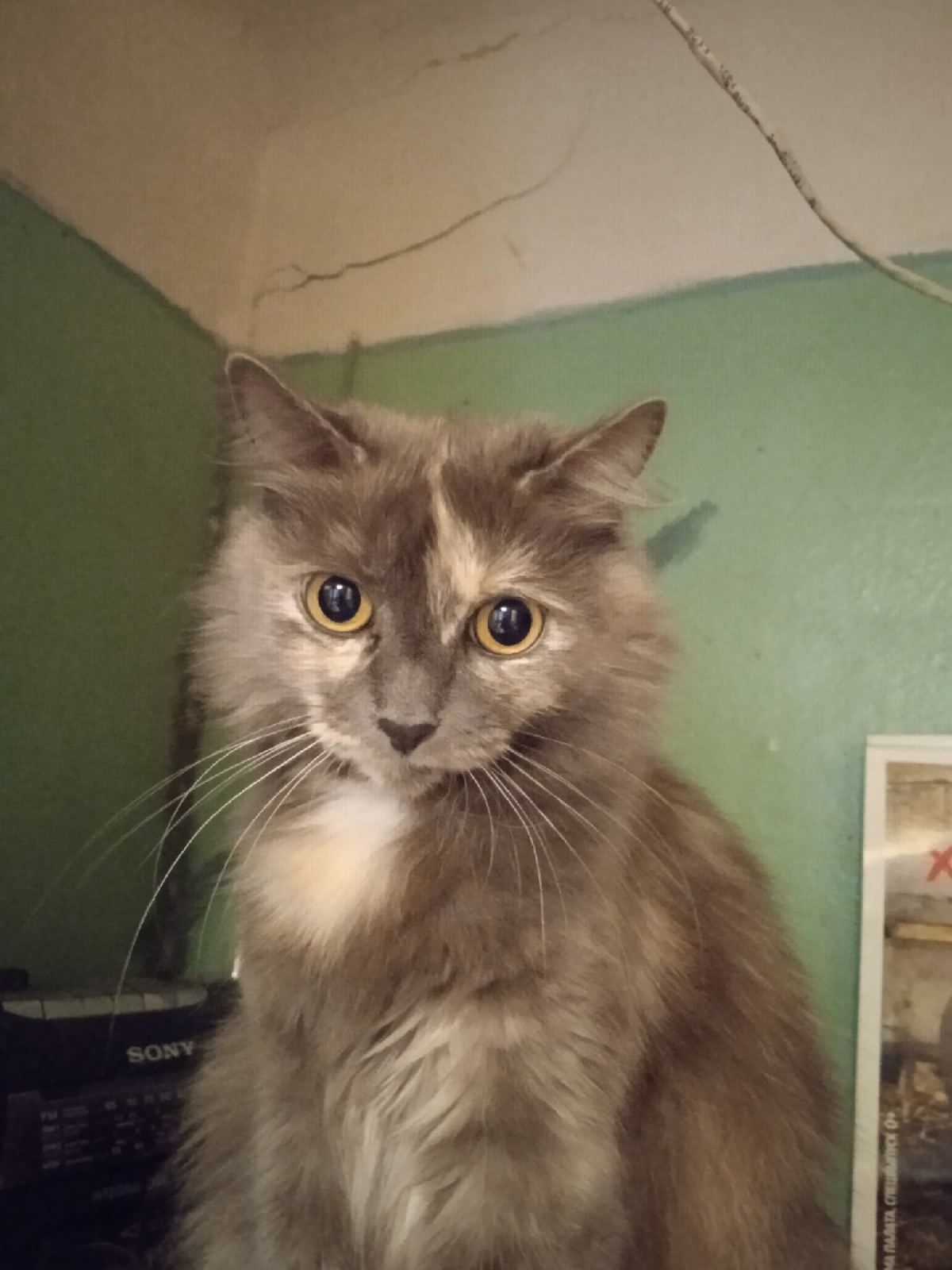 Персита - Имена для девочек - Клички для котов и кошек