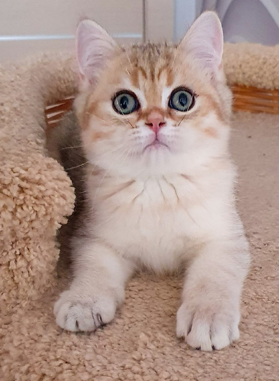 Грег - Имена для мальчиков - Клички для котов и кошек