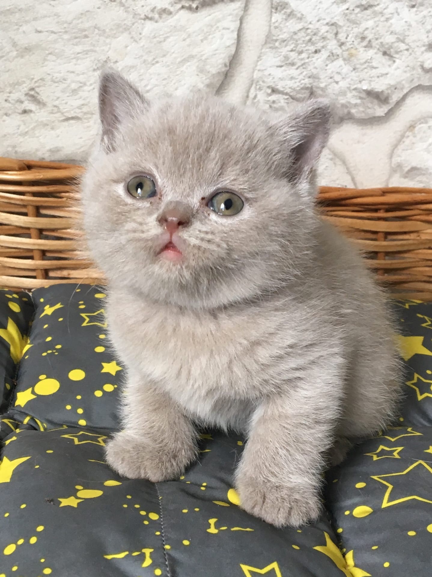 Ганс - Имена для мальчиков - Клички для котов и кошек