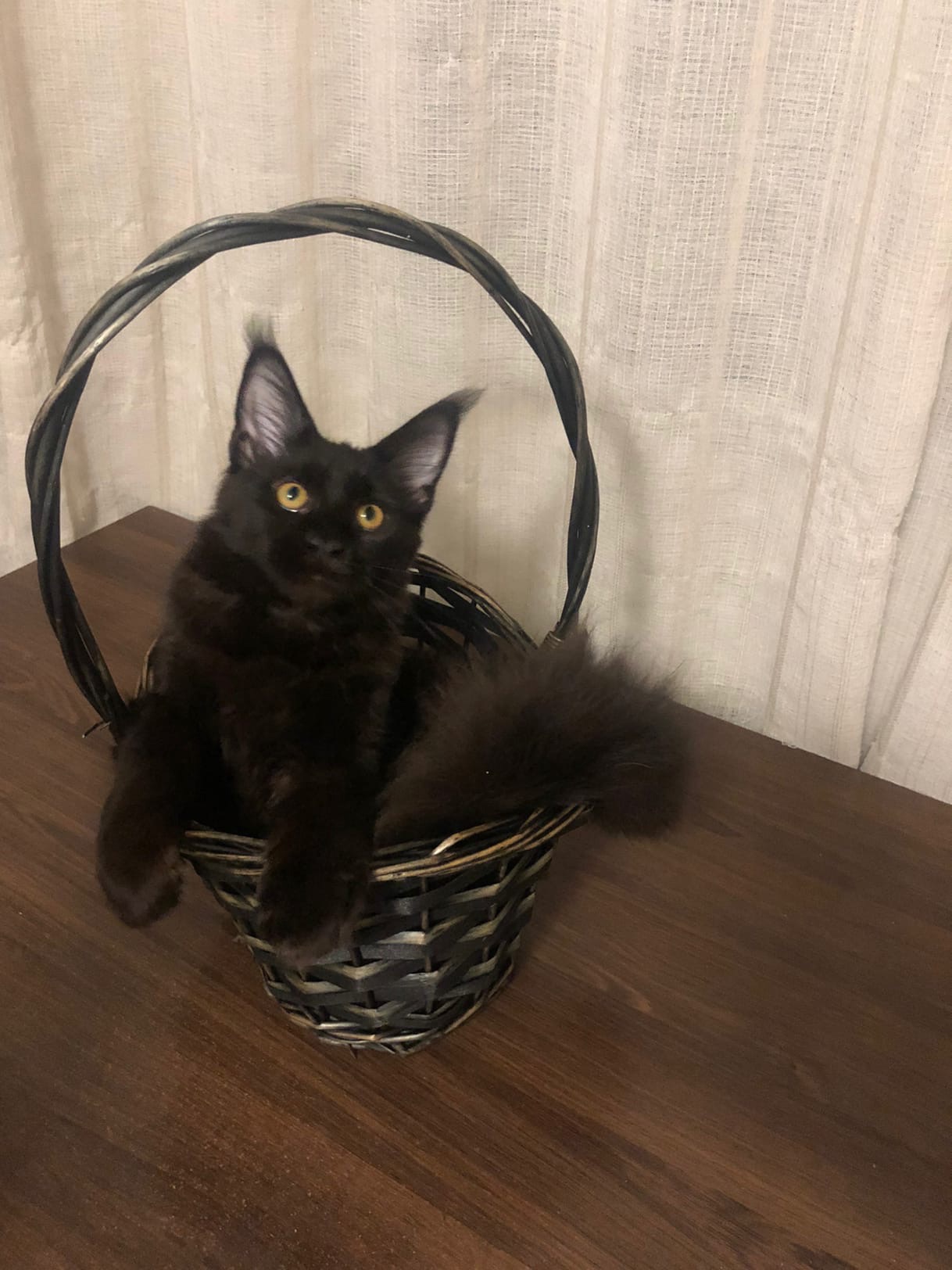 Зендея - Имена для девочек - Клички для котов и кошек