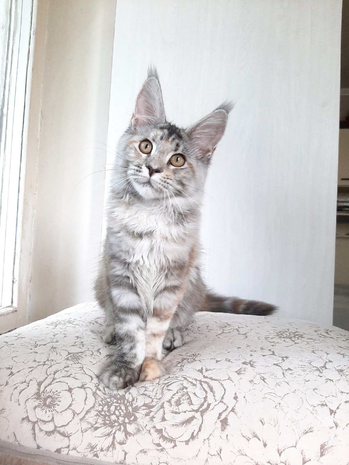 Никита - Имена для девочек - Клички для котов и кошек