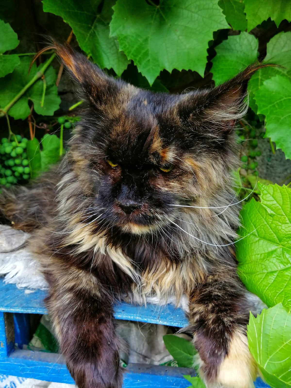 Сонька - Имена для девочек - Клички для котов и кошек