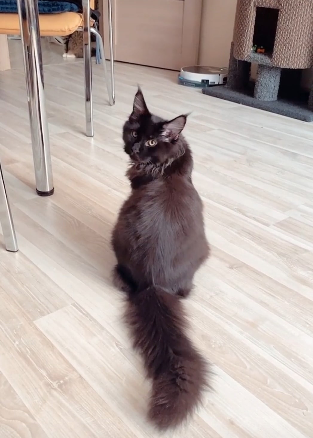 Ферреро - Имена для мальчиков - Клички для котов и кошек