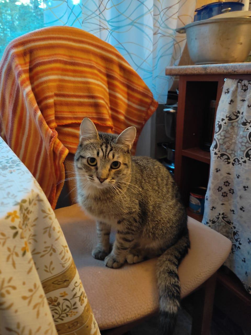 Арис - Имена для мальчиков - Клички для котов и кошек