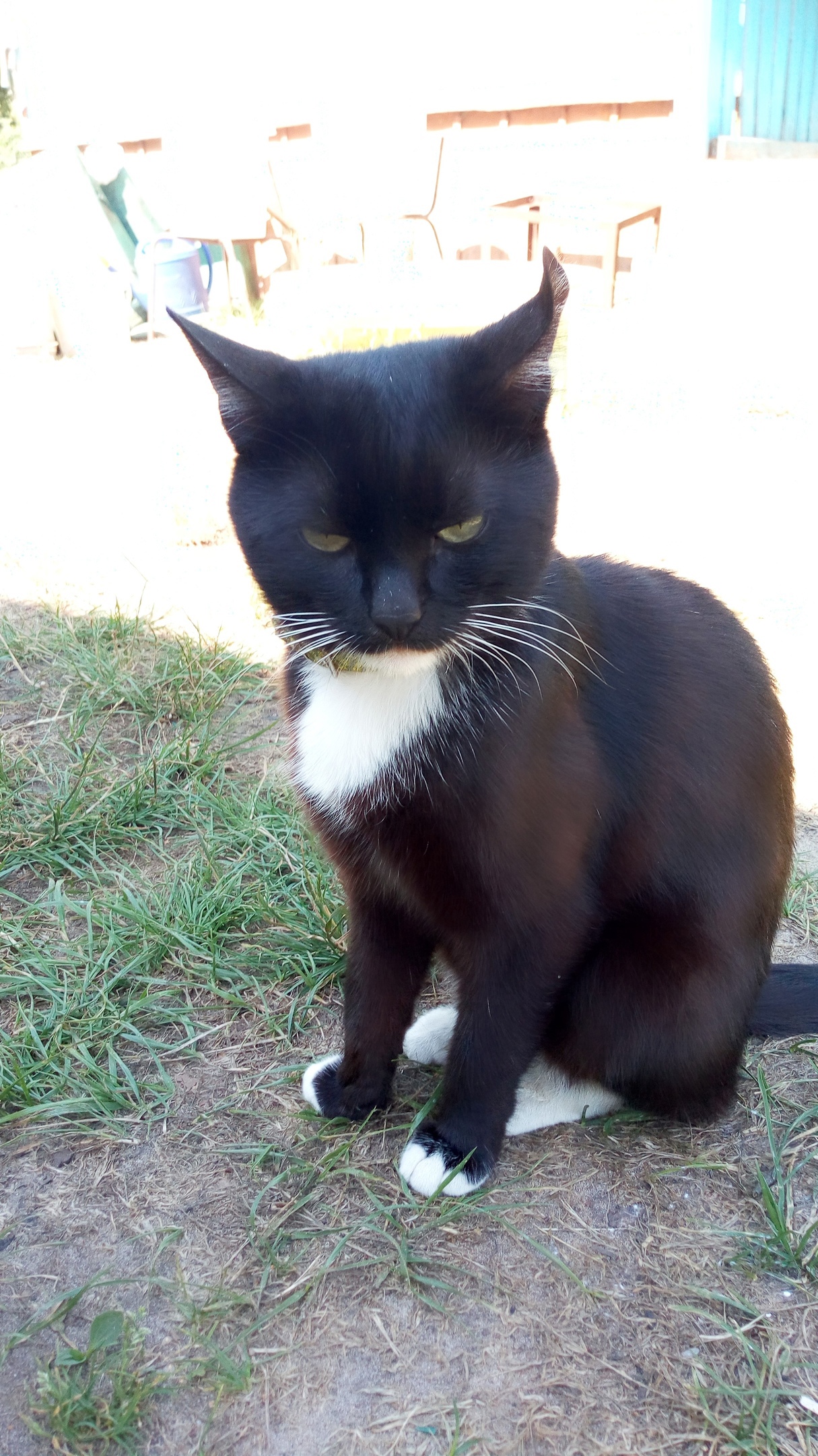 Масилий - Имена для мальчиков - Клички для котов и кошек