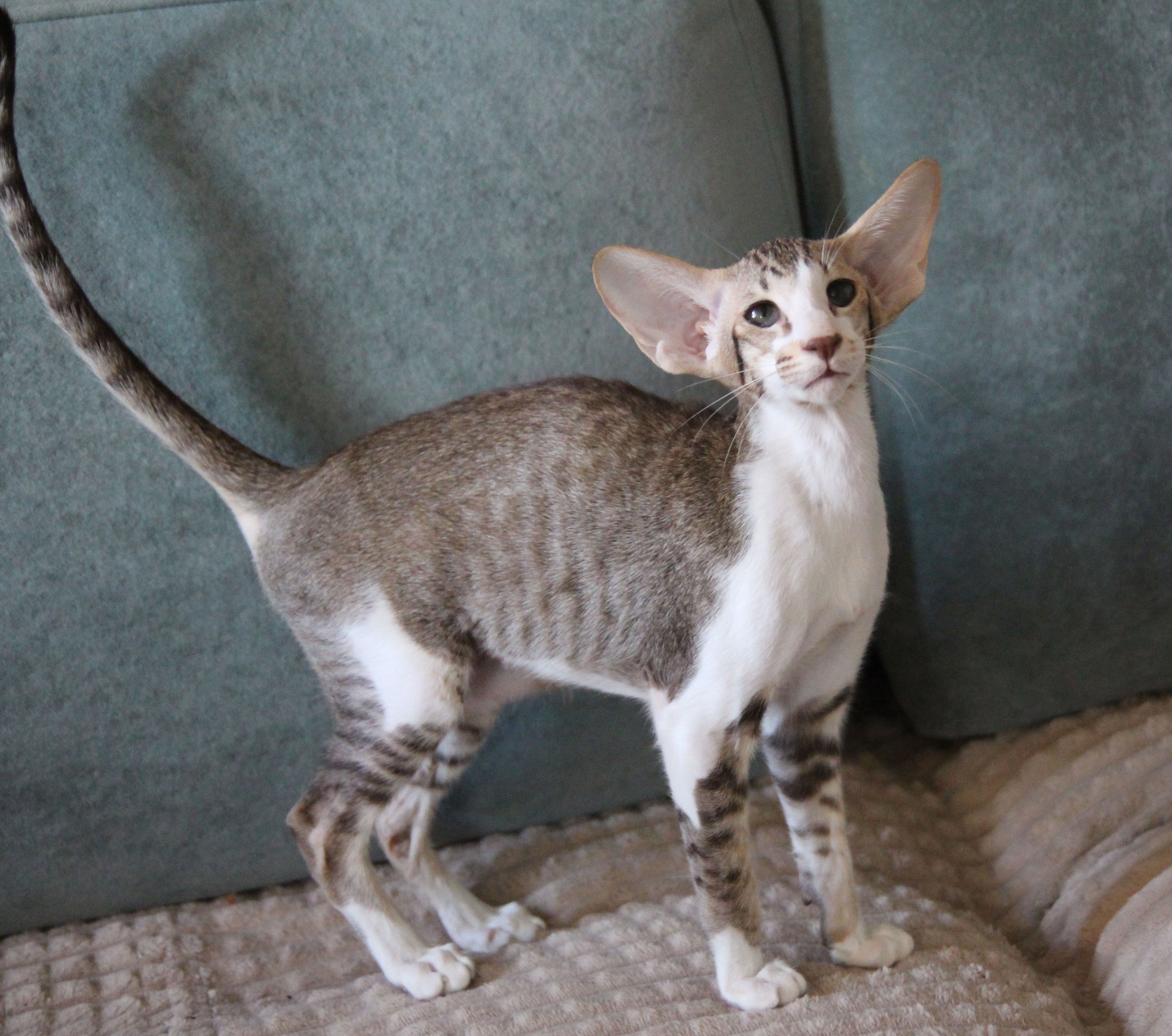 Родя - Имена для мальчиков - Клички для котов и кошек