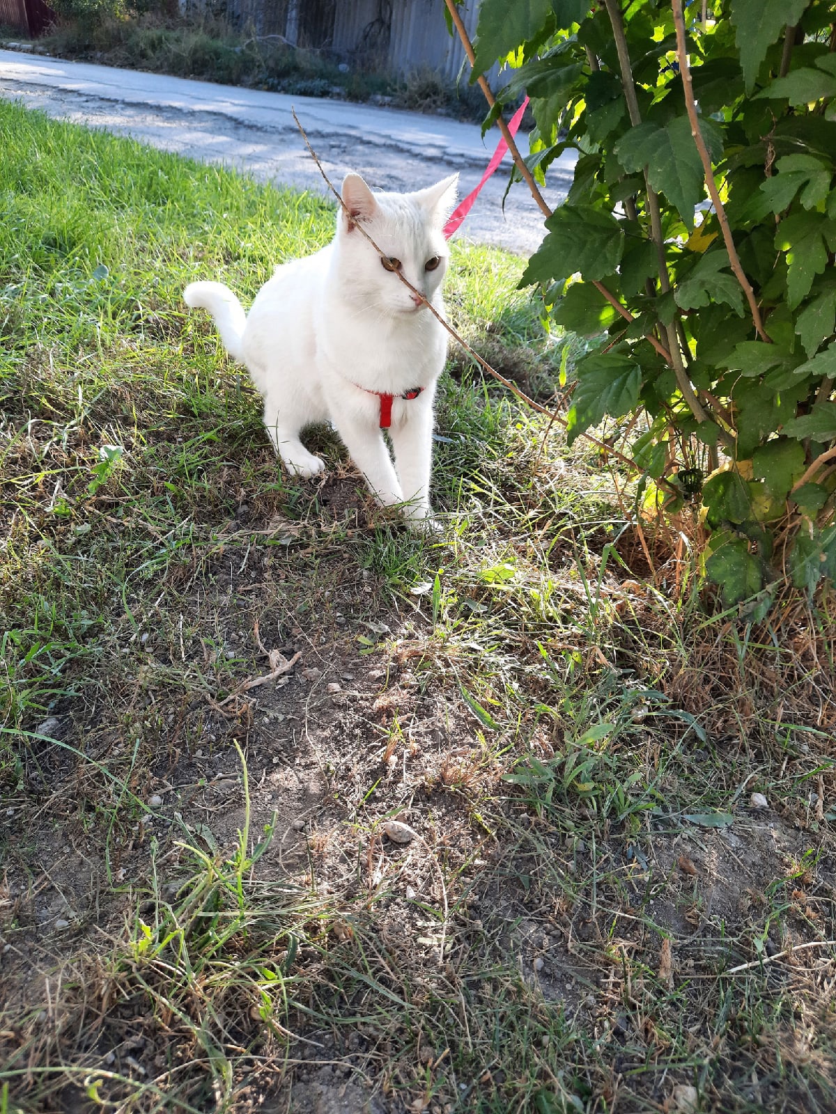 Морыся - Имена для девочек - Клички для котов и кошек