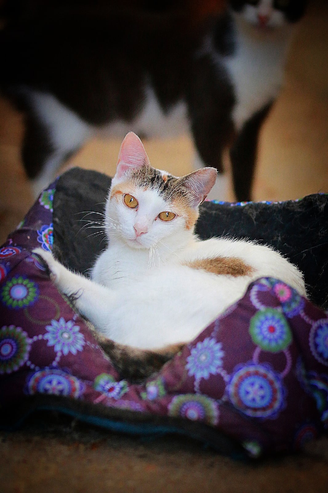 Рыся - Имена для девочек - Клички для котов и кошек