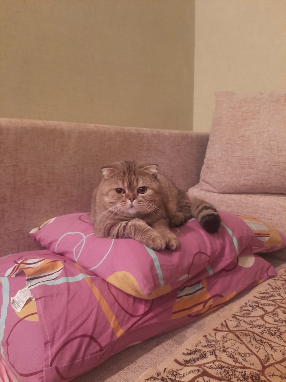 Шаня - Имена для мальчиков - Клички для котов и кошек