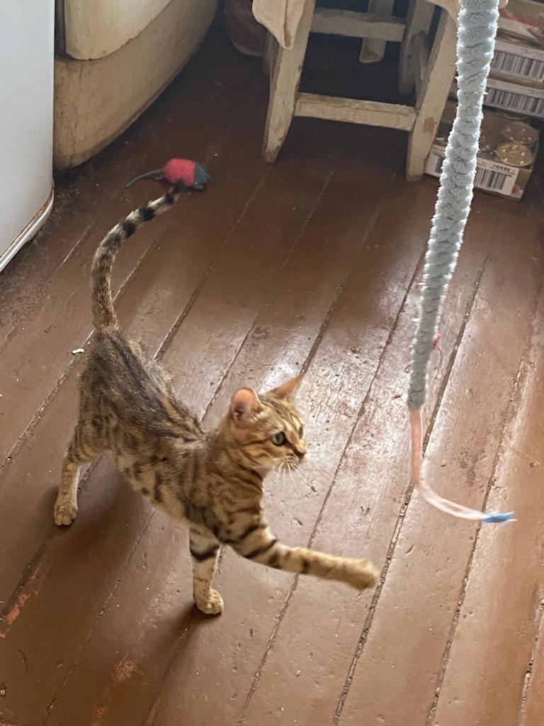 Нийя - Имена для девочек - Клички для котов и кошек