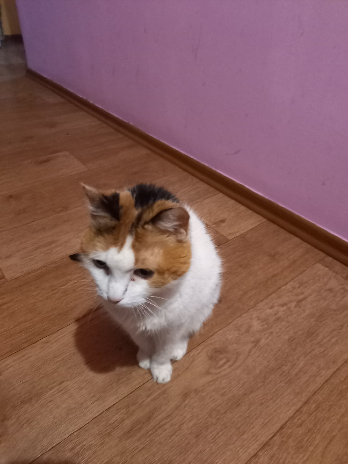 Ассоль - Имена для девочек - Клички для котов и кошек