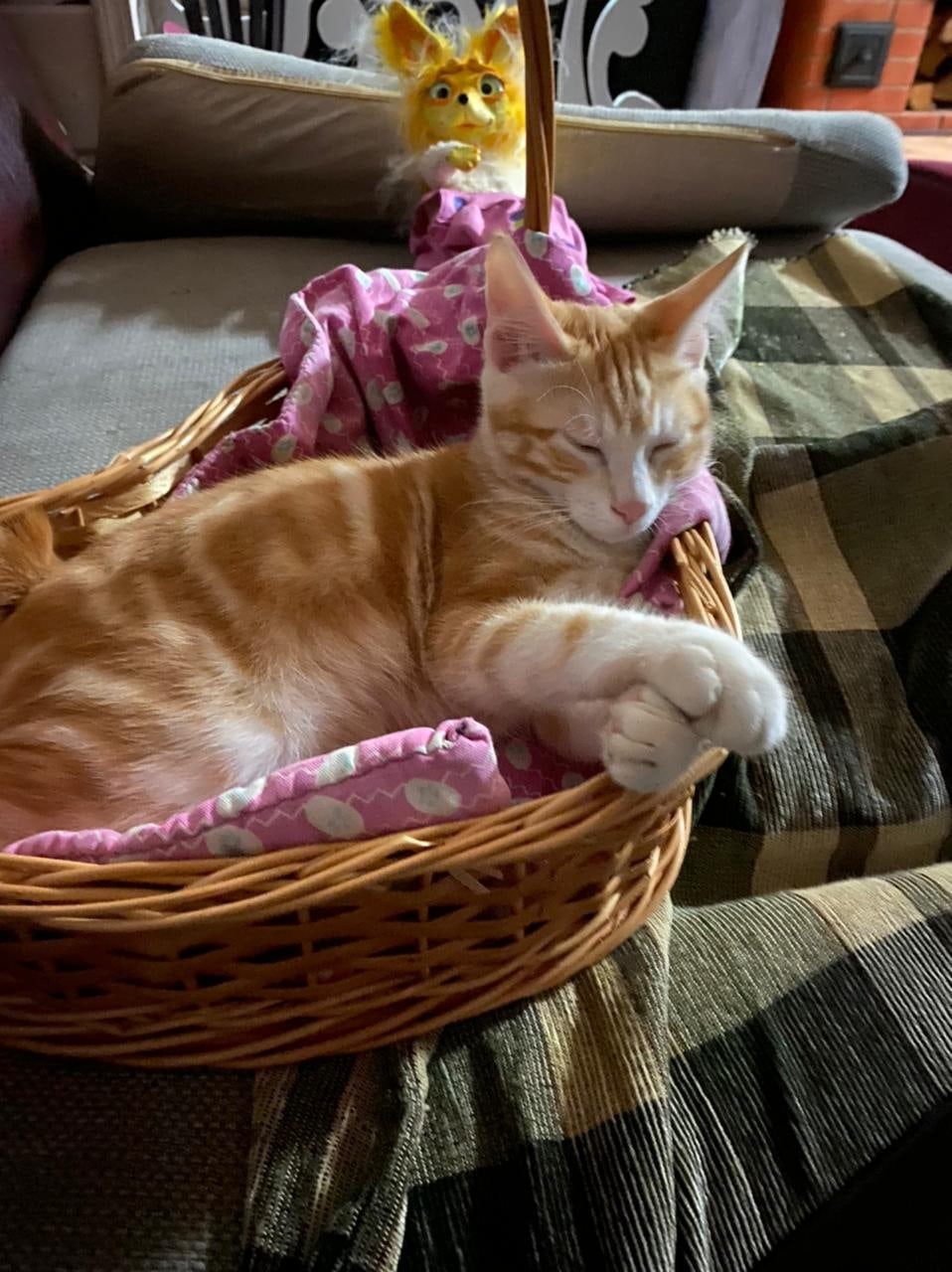 Ирбис - Имена для мальчиков - Клички для котов и кошек