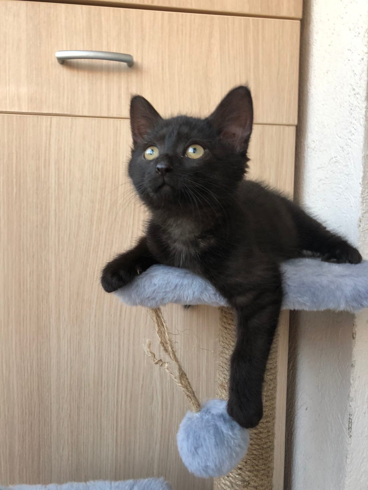 Сэль - Имена для мальчиков - Клички для котов и кошек