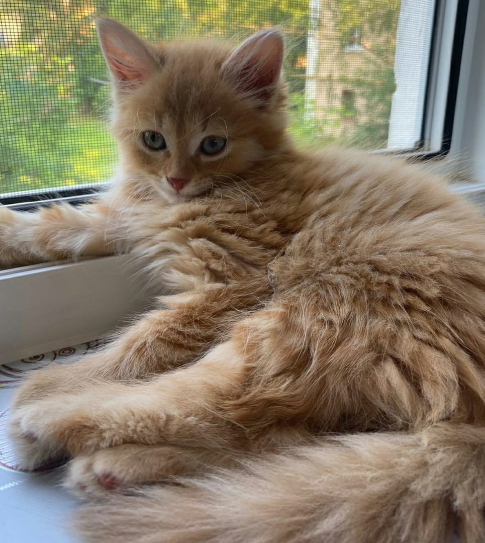 Миюки - Имена для девочек - Клички для котов и кошек