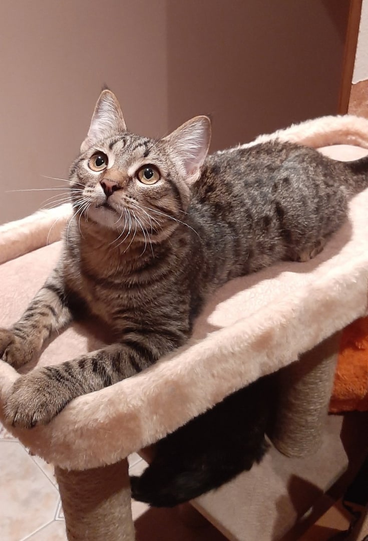 Пунш - Имена для мальчиков - Клички для котов и кошек