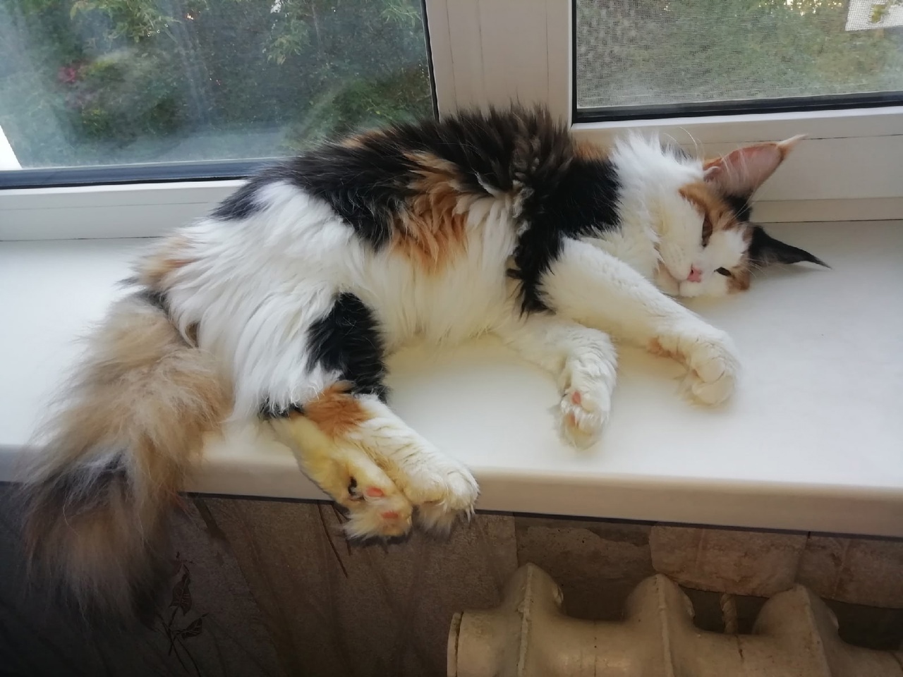 Лерика - Имена для девочек - Клички для котов и кошек