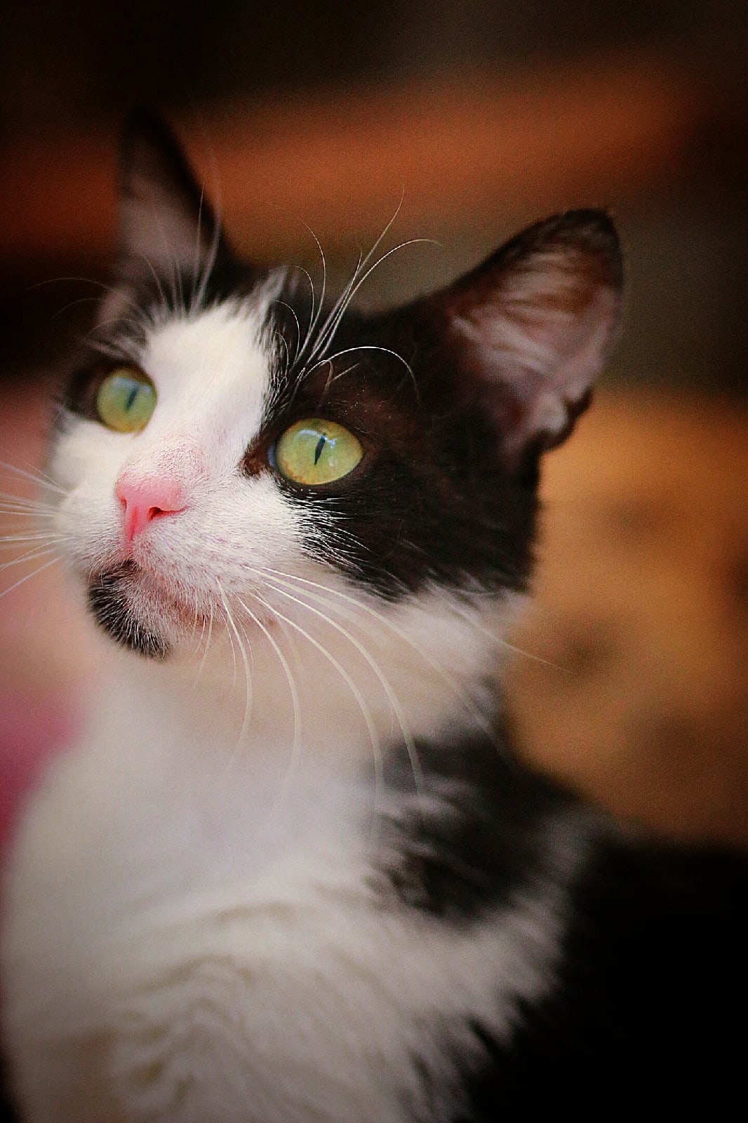 Торпеда - Имена для девочек - Клички для котов и кошек