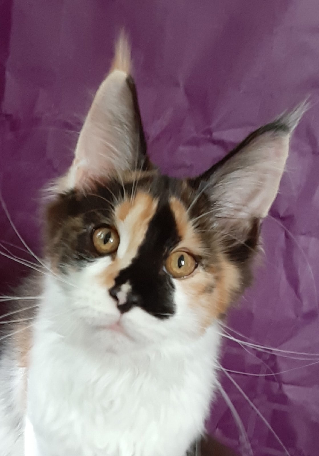 Аура - Имена для девочек - Клички для котов и кошек