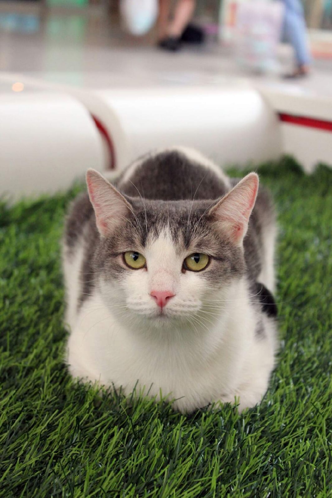 Блага - Имена для девочек - Клички для котов и кошек