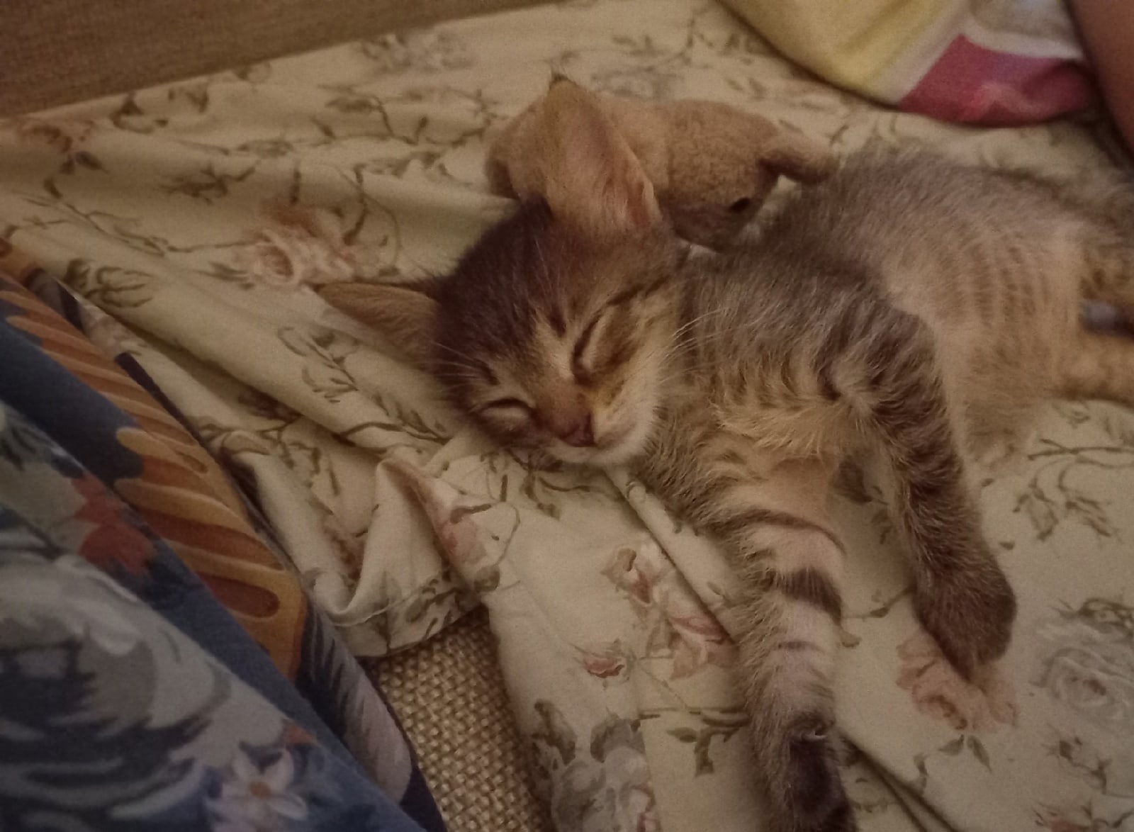 Фуфа - Имена для мальчиков - Клички для котов и кошек