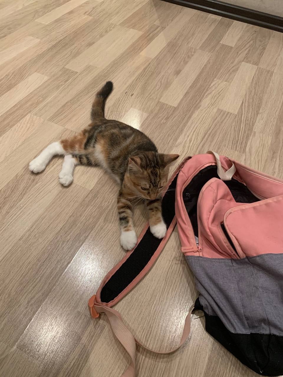 Дулька - Имена для девочек - Клички для котов и кошек