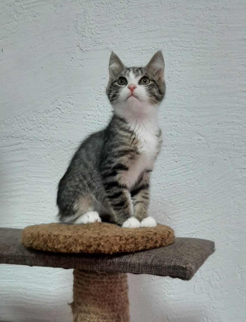 Том - Имена для мальчиков - Клички для котов и кошек